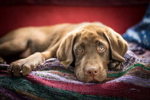 Hund som ligger på filt.