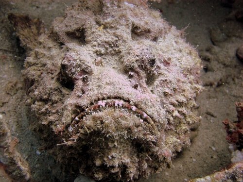 Fakta om stenfisken: en mästare i kamouflage - My Animals