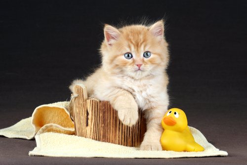 Katt i badbalja