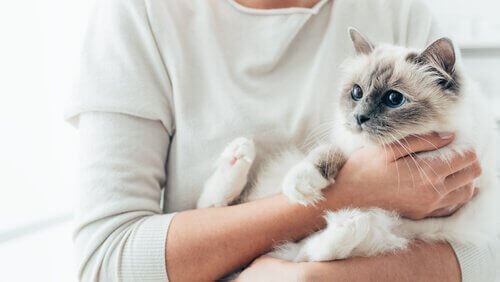 Katt i sin ägares famn.