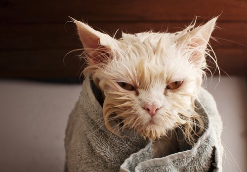 Katt med handduk.