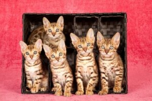 Lista för kattälskare: 7 kattraser du kommer att älska