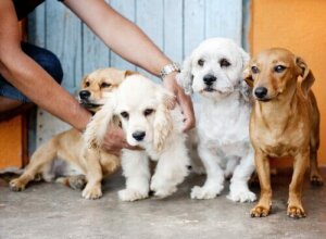 Kan pengar verkligen köpa en hunds kärlek?
