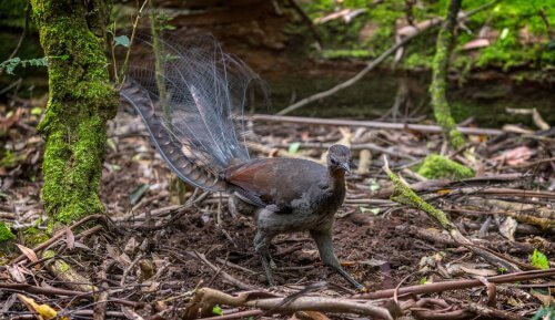 Lyrfågel på promenad i skogen.