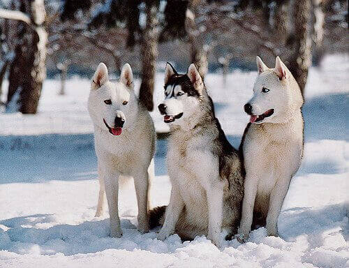 Siberisk husky ute i snö.