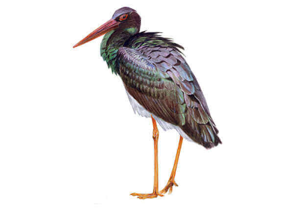 Profilbild på den svarta storken.