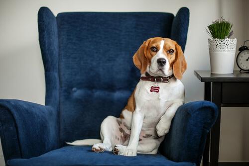 Fördelarna med att ta din hund till en psykolog