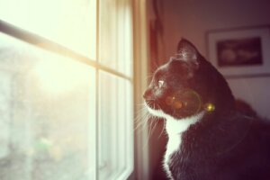 7 sätt att testa om din katt är döv eller bara ignorerar dig