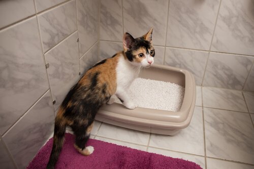 Hur du kan tillverka en kattlåda och kattsand hemma