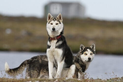 Två huskies ute i kylan.