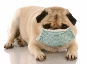 mops med ansiktsmask