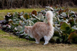 lukten av katturin: katt kissar ute