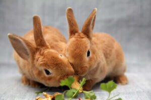 Mat som är farlig för kaniner