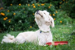 Varför nosar min hund på allt och alla?