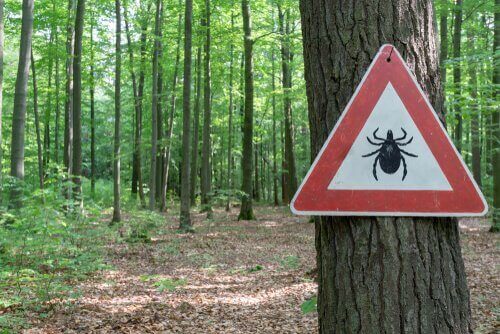 allt om borreliainfektion: Varning för fästingar.