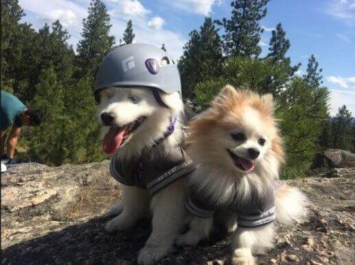Hoshi och Zen på äventyr bland bergen.