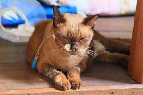 Katt med insatt dropp.