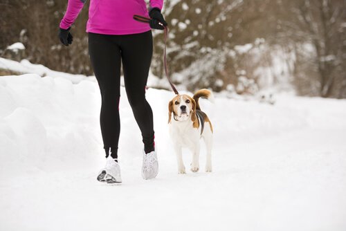 Lassie-effekten: Din hund kan hjälpa dig att komma i form