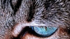 Varför kan kattens päls ändra färg?