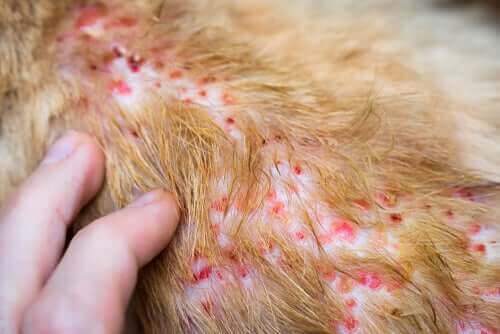 Hud med atopiska eksem hos en hund.