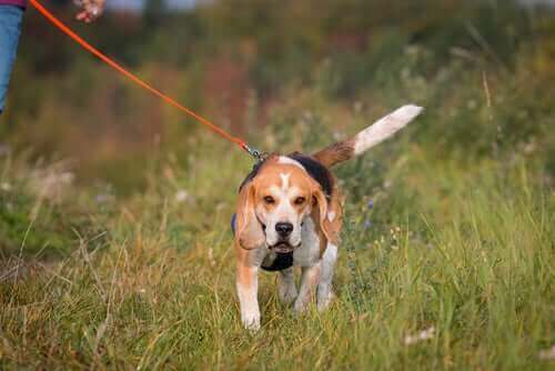 beagle-pa-falt