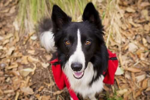 border-collie-vandring