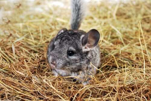 Chinchilla är en av husdjuren som lever längst.