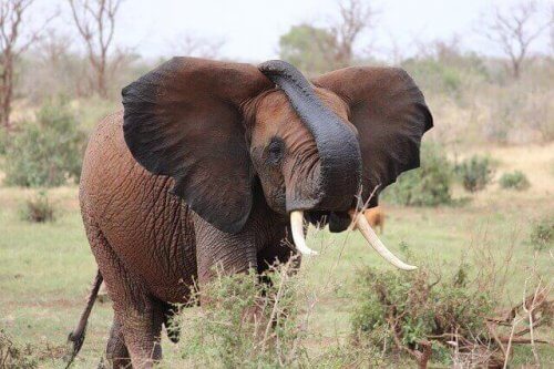 Elefant står i ett fält och äter.