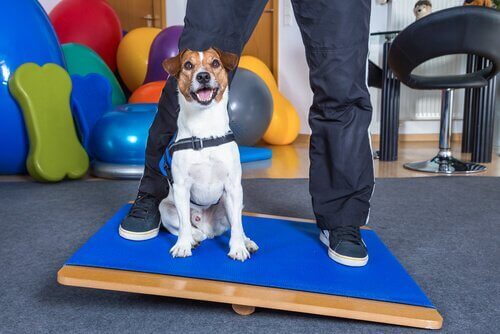 Hund som leker på ett balansbräde.