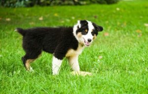 Varför har din hund gul avföring? Möjliga orsaker