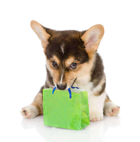 Renrasig hund med present i munnen.