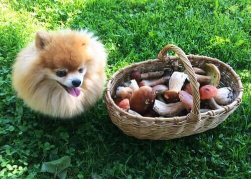 Liten hund sitter bredvid en full svampkorg.