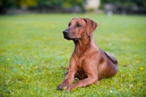 Vad händer om din hund blir stucken av ett bi?