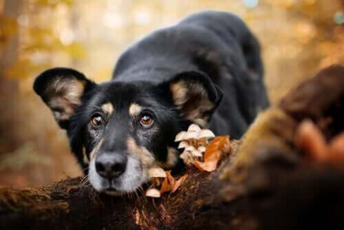 Hund hittar svamp ute i skogen.