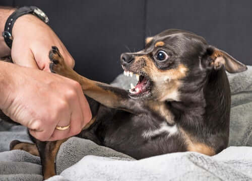 Ilsken hund visar tänderna vid lek.