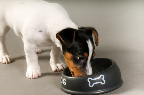 En jack russel äter ur sin matskål.