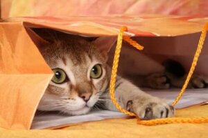 7 enkla sätt att uppmuntra din katt till lek