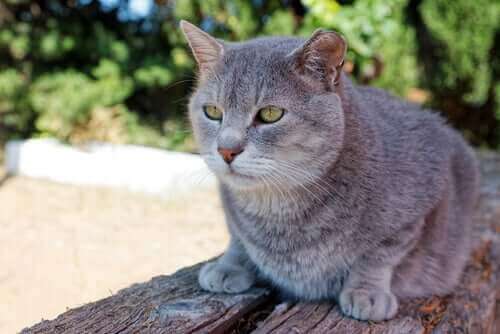 Katt sitter utomhus