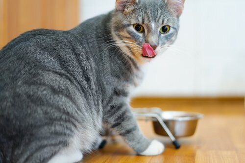 Därför ska du inte ge frukt och grönsaker åt en katt