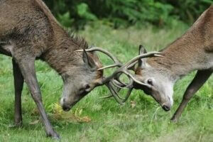 Konkurrens mellan växtätande djur i naturen