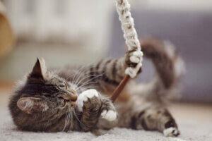 Att köpa present till husdjur: Vi listar de bästa