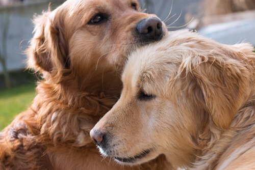 Golden Retrievers som kramar varandra.