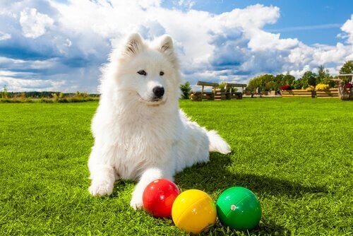 En hund som leker för att öva sin intelligens.