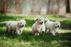 Hur man avgör om en hund är väl socialiserad