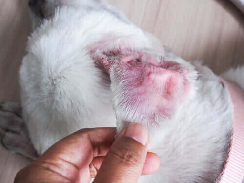 Hund med inflammation i ytterörat.