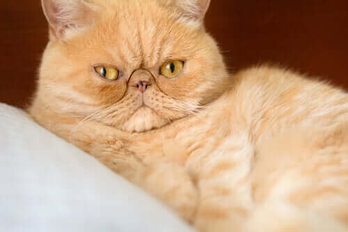Persisk katt.
