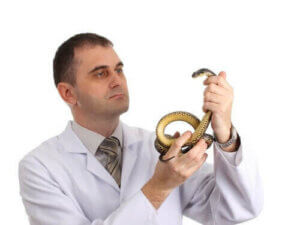 Saker att tänka på innan du skaffar en reptil som husdjur