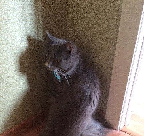 Rysk katt med en månadslön.