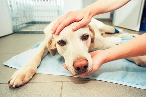 Sjuk hund hos veterinären.
