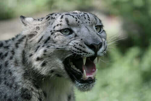 Snöleopard ryter.